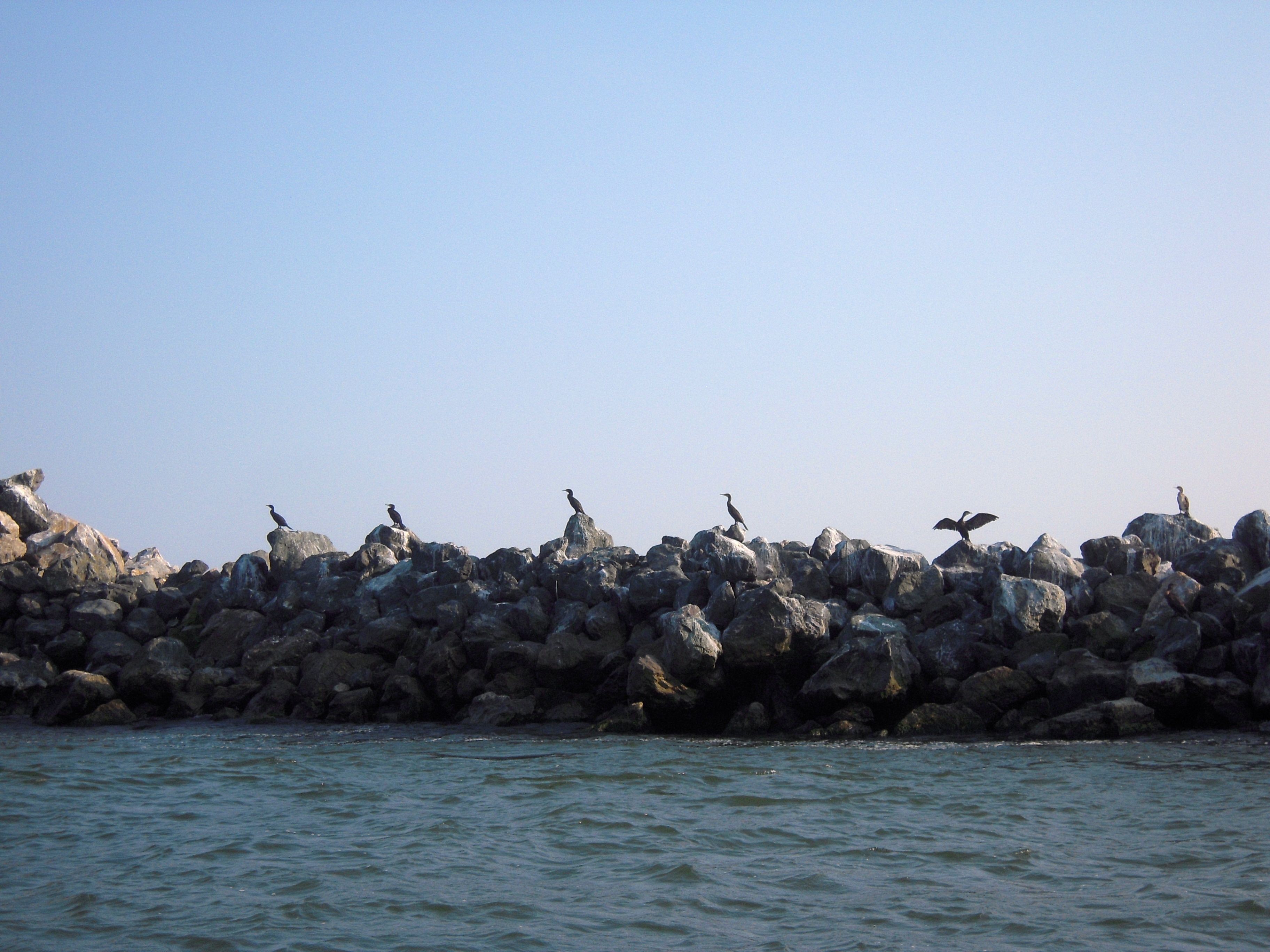 cormorans danube delta romania